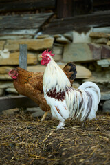 Organic farm, a small white lilliputian rooster and in the background a brown hen