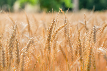 Close up of wheat stem in field during a sunny day