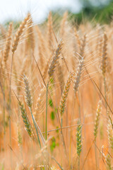 Close up of wheat stem in field during a sunny day