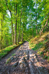 Underwood footpath in lush vegetation