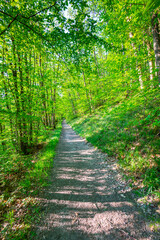 Obraz premium Underwood footpath in lush vegetation