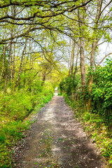 Underwood footpath in lush vegetation