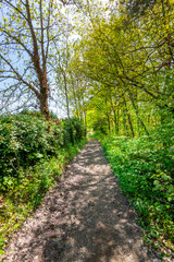 Underwood footpath in lush vegetation