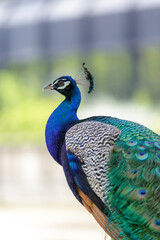 Naklejka premium Peacock