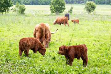 Selective focus view of two adorable young reddish-brown Highland calves in a field, with mothers grazing behind them, Saint-Édouard-de-Lotbinière, Québec, Canada
