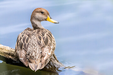 Pato Jergón Grande (Anas georgica)