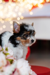 biewer york terrier puppy 