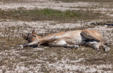 Cute Wild Horse Foal in the Utah Desert in Spring