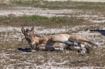 Cute Wild Horse Foal in the Utah Desert in Spring