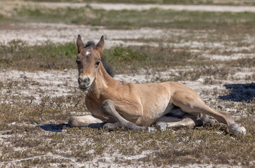Fototapeta premium Cute Wild Horse Foal in the Utah Desert in Spring