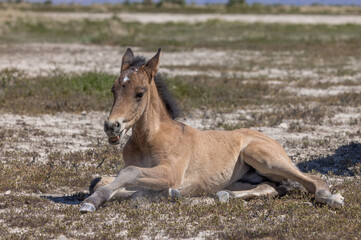 Cute Wild Horse Foal in the Utah Desert in Spring