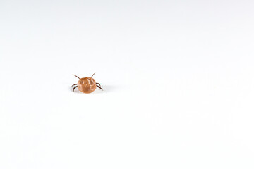 rear view of a tick isolated on white background