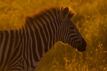 Zebra backlit Kruger National Park South Africa