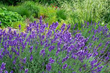 Lavender flowers in a garden