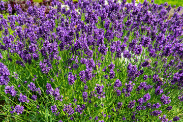 Lavender flowers in a garden