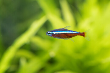 Freshwater cardinal Tetra Paracheirodon cardinalis in close view