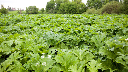 Thickets of hogweed. Hogweed bushes with lush foliage. Dangerous weed. Large leaves.