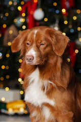 nova scotia duck tolling retriever toller portrait  with Christmas lights