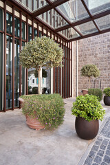 Ficus tree in pot for decoration facade of a modern building