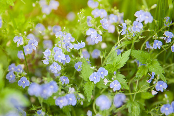 Blue forget me not flowers blooming on green background (Forget-me-nots, Myosotis sylvatica, Myosotis scorpioides). Spring blossom background. Closeup,