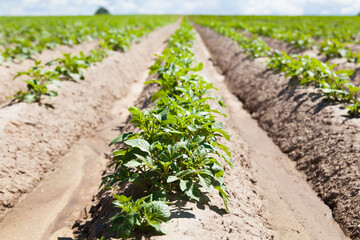 Green field of potato crops in a row. Potato plantations grow in the field on a spring sunny day. Organic vegetables. Agricultural crops. Landscape. Agriculture.