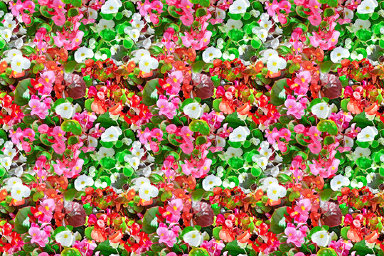 Seamless pattern of bright blooming flower bed