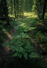 Row of ferns on a shady forest path 
