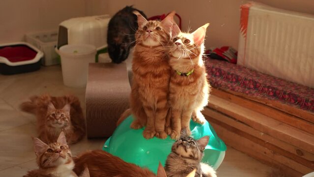 Closeup view 4k stock video footage of many pure breed Maine Coon cats playing special toy with owner. Group of orange, gray and black cute young cats in home interior looking up attentively