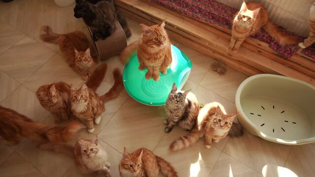 Top view 4k stock video footage of group of many cute happy curious hungry young Maine Coon kittens waiting for food or looking at cats toys