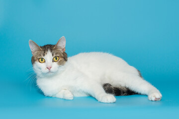 Tricolor beautiful cat with yellow eyes
