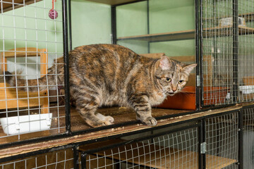 Young tricolor cat in a cage of a shelter