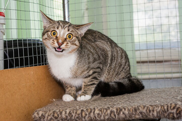 Gray tabby cat in a shelter cage
