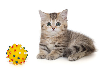 Small Scottish kitten and a ball toy