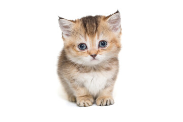 Portrait of a Scottish striped kitten