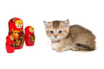 Small Scottish kitten and matryoshka toys