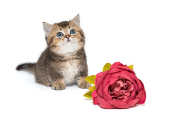 Small Scottish kitten and a red flowe
