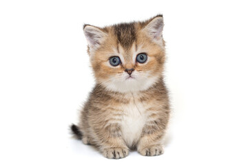 Portrait of a Scottish striped kitten