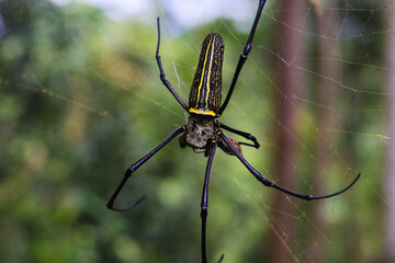 wood spider or laba-laba kayu on a spiderweb with blurred tree background found in Indonesia tropical rainforest.