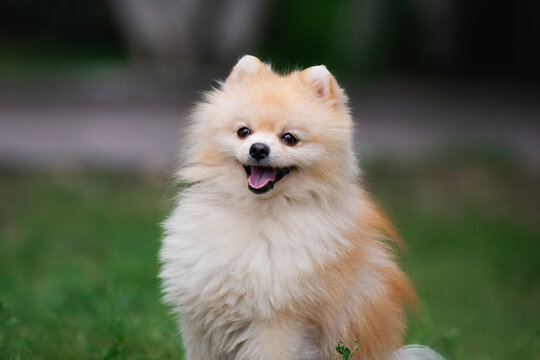 pomeranian spitz dog in the park