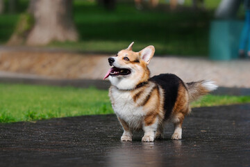 welsh corgi in the park