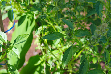 Close-up view of Ocimum tenuiflorum, commonly known as holy basil, tulsi, tulasi, kemangi or surawung with blurred background in the backyard - obrazy, fototapety, plakaty