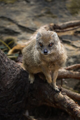 Yellow Mongoose (Cynictis Penicillata) in Zoological Garden. Portrait of Red Meerkat. African Zoo Animal.