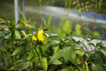 Growing yellow pepper in a greenhouse in the garden