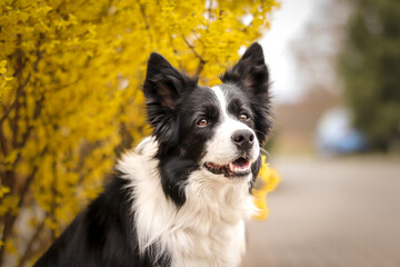 Shallow Depth of Field of Border Collie with Yellow Shrub during Spring. Portrait of Happy Black and White Dog with Bokeh Background.