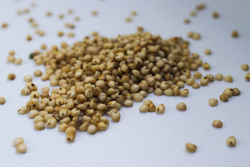 Hand holding a handful of white sorghum or jowar grains with blurred grains background