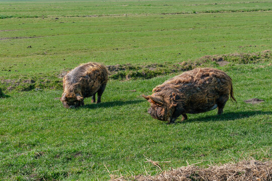 Two Hungarian mangalica pigs with thick, curly coat of hair looking for food in a meadow.