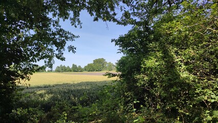 Baggersee in Deutschland im Sommer Wald
