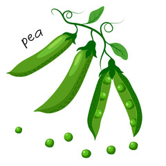 Vector illustration of green peas with closed pods, open pods, individual peas, leaves and lettering in flat style, isolated on white background.