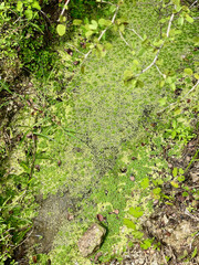 Azolla (mosquito fern, duckweed fern, fairy moss, water fern) is a genus of seven species of aquatic ferns in the family Salviniaceae.