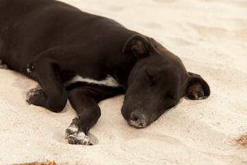 Dog walking on the beach. Dog concept. man's best friend concept.